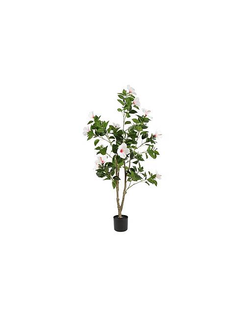 Υβίσκος λευκός σε κασπώ 60x145εκ.