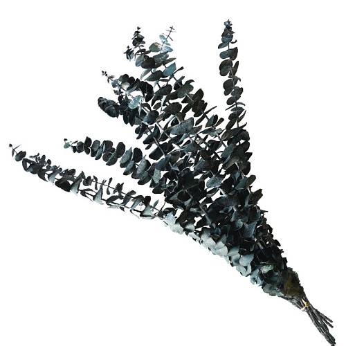 ΑΠΟΞΗΡΑΜΕΝA ΚΛΑΔΙΑ ΜΠΛΕ ΕΥΚΑΛΥΠΤΟΣ ΜΑΤΣΟ ~10τμχ - Υ50-60cm 30/ΚΙΒ