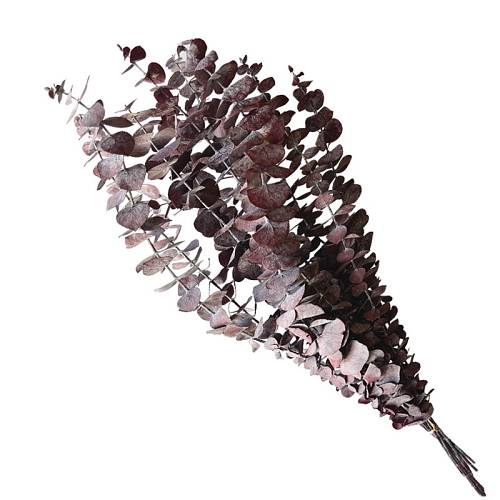 ΑΠΟΞΗΡΑΜΕΝA ΚΛΑΔΙΑ ΜΩΒ ΕΥΚΑΛΥΠΤΟΣ ΜΑΤΣΟ ~10τμχ - Υ50-60cm 30/ΚΙΒ