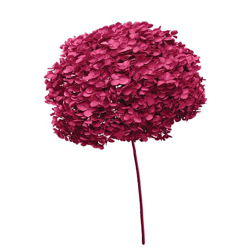 ΑΠΟΞΗΡΑΜΕΝA ΚΛΑΔΙΑ ΦΟΥΞ ΟΡΤΑΝΣΙΑ ΜΑΤΣΟ ~1-2τμχ - Υ55cm 20/ΚΙΒ