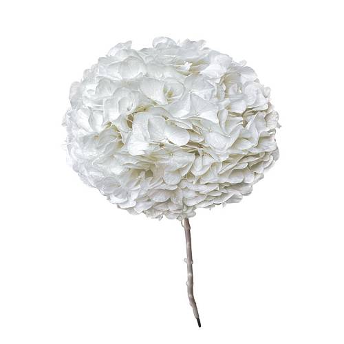 ΑΠΟΞΗΡΑΜΕΝA ΚΛΑΔΙΑ ΛΕΥΚΟ ΟΡΤΑΝΣΙΑ ΜΕΓΑΛΑ ΠΕΤΑΛΑ ΜΑΤΣΟ ~1-2τμχ - Υ65cm 20/ΚΙΒ