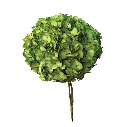 ΑΠΟΞΗΡΑΜΕΝA ΚΛΑΔΙΑ ΠΡΑΣΙΝΟ ΟΡΤΑΝΣΙΑ ΜΕΓΑΛΑ ΠΕΤΑΛΑ ΜΑΤΣΟ ~1-2τμχ - Υ65cm 20/ΚΙΒ