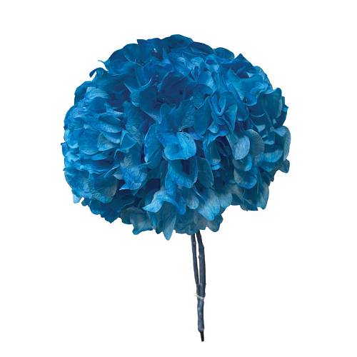 ΑΠΟΞΗΡΑΜΕΝA ΚΛΑΔΙΑ ΜΠΛΕ ΟΡΤΑΝΣΙΑ ΜΕΓΑΛΑ ΠΕΤΑΛΑ ΜΑΤΣΟ ~1-2τμχ - Υ65cm 20/ΚΙΒ