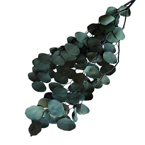 ΑΠΟΞΗΡΑΜΕΝA ΚΛΑΔΙΑ ΣΚΟΥΡΟ ΠΡΑΣΙΝΟ ΕΥΚΑΛΥΠΤΟΣ ΜΑΤΣΟ 100g - Υ75-80cm 50/ΚΙΒ