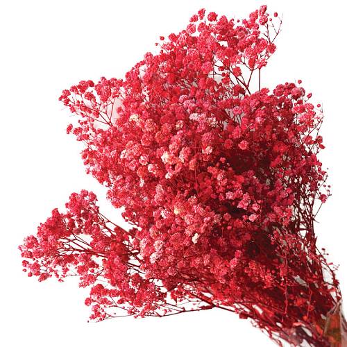 ΑΠΟΞΗΡΑΜΕΝA ΚΛΑΔΙΑ ΚΟΚΚΙΝΟ ΓΥΨΟΦΥΛΗ ΜΑΤΣΟ 100gr - Υ70-80cm 30/ΚΙΒ