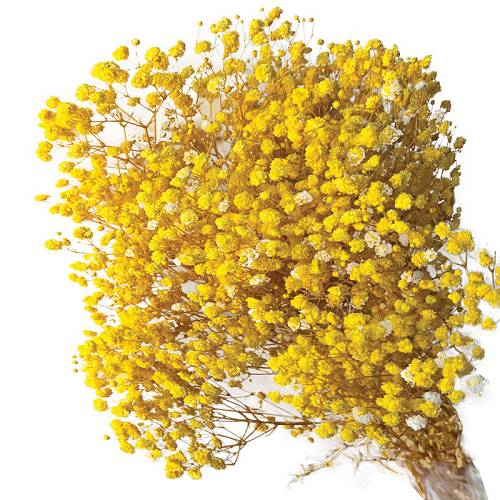 ΑΠΟΞΗΡΑΜΕΝA ΚΛΑΔΙΑ ΚΙΤΡΙΝΟ ΓΥΨΟΦΥΛΗ ΜΑΤΣΟ 100gr - Υ70-80cm 30/ΚΙΒ