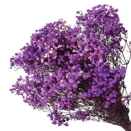 ΑΠΟΞΗΡΑΜΕΝA ΚΛΑΔΙΑ ΜΩΒ ΓΥΨΟΦΥΛΗ ΜΑΤΣΟ 100gr - Υ70-80cm 30/ΚΙΒ