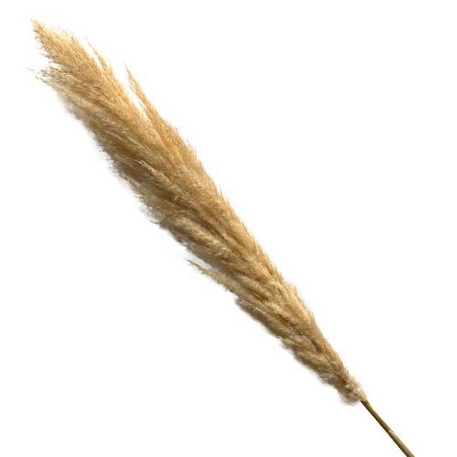 ΑΠΟΞΗΡΑΜΕΝΟ ΚΛΑΔΙ ΕΚΡΟΥ ΦΛΑΦΥ ΠΑΜΠΑΣ 1τμχ - Y100-120cm 60/ΚΙΒ