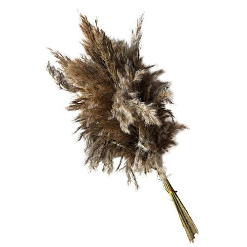 ΑΠΟΞΗΡΑΜΕΝΟ ΦΥΣΙΚΟ ΚΑΦΕ ΦΤΕΡΩΤΟ ΠΑΜΠΑΣ ΜΑΤΣΟ ~4-6τμχ - Y60-70cm 30/ΚΙΒ