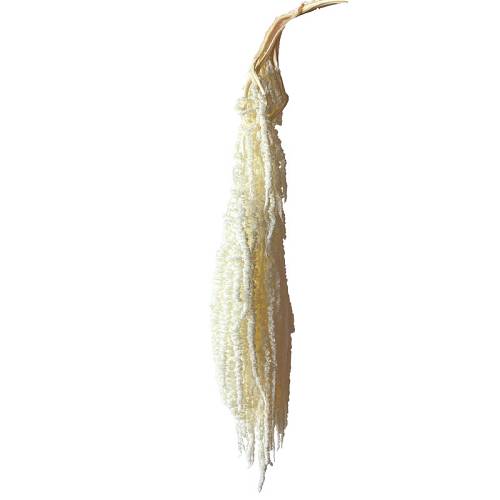 ΔΙΑΤΗΡΗΜΕΝΟ ΕΚΡΟΥ ΚΡΕΜΑΣΤΟ ΚΛΑΔΙ ΑΜΑΡΑΝΘΟΣ ΜΑΤΣΟ ~5τμχ - Υ120cm 40/ΚΙΒ