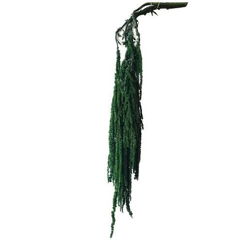 ΔΙΑΤΗΡΗΜΕΝΟ ΠΡΑΣΙΝΟ ΚΡΕΜΑΣΤΟ ΚΛΑΔΙ ΑΜΑΡΑΝΘΟΣ ΜΑΤΣΟ ~5τμχ - Υ120cm 40/ΚΙΒ