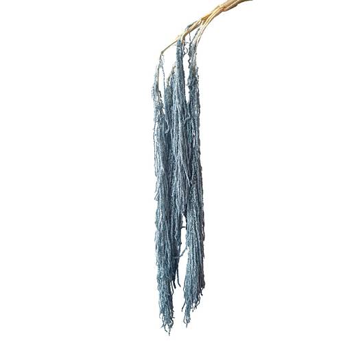 ΔΙΑΤΗΡΗΜΕΝΟ ΜΠΛΕ/ΓΚΡΙ ΚΡΕΜΑΣΤΟ ΚΛΑΔΙ ΑΜΑΡΑΝΘΟΣ ΜΑΤΣΟ ~5τμχ - Υ120cm