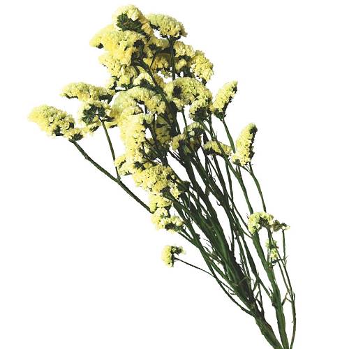 ΔΙΑΤΗΡΗΜΕΝA ΚΙΤΡΙΝΟ ΚΛΑΔΙΑ ΛΕΙΜΩΝΙΟ ΔΑΝΤΕΛΩΤΟ ΜΑΤΣΟ 120gr - Υ80cm 40/ΚΙΒ