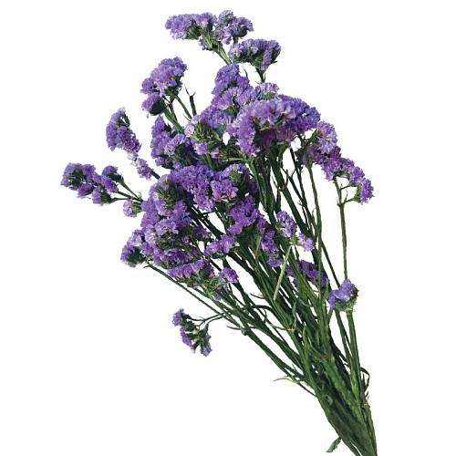 ΔΙΑΤΗΡΗΜΕΝA ΜΩΒ ΚΛΑΔΙΑ ΛΕΙΜΩΝΙΟ ΔΑΝΤΕΛΩΤΟ ΜΑΤΣΟ 120gr - Υ80cm 40/ΚΙΒ