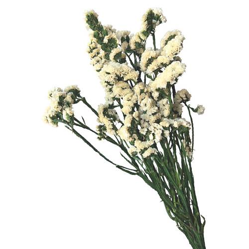 ΔΙΑΤΗΡΗΜΕΝA ΛΕΥΚΟ ΚΛΑΔΙΑ ΛΕΙΜΩΝΙΟ ΔΑΝΤΕΛΩΤΟ ΜΑΤΣΟ 120gr - Υ80cm 40/ΚΙΒ