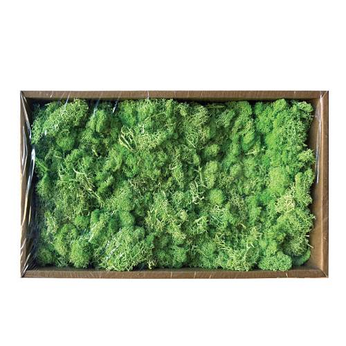 ΔΙΑΤΗΡΗΜΕΝΗ ΠΡΑΣΙΝΑΔΑ ΦΥΣΙΚΑ ΒΡΥΑ ΜΟΣΣ ΣΕ ΚΟΥΤΙ 500gr - 35x18x9cm 9/ΚΙΒ