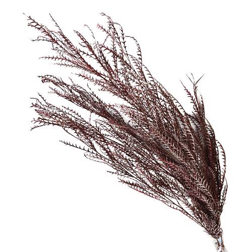 ΑΠΟΞΗΡΑΜΕΝΑ ΚΡΑΣΟΥΛΙ ΚΛΑΔΙΑ ΦΤΕΡΗΣ ΜΑΤΣΟ ~3τμχ - Υ120cm 70/ΚΙΒ