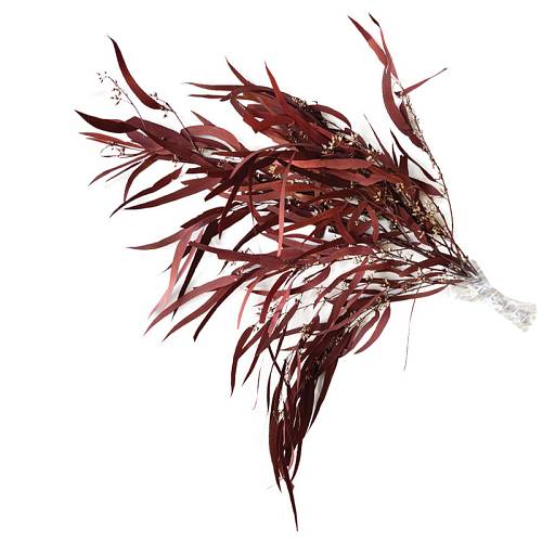 ΑΠΟΞΗΡΑΜΕΝΑ ΚΛΑΔΙΑ KOKKINO ΕΥΚΑΛΥΠΤΟΣ ΙΤΙΑ-ΜΕΝΤΑ ΜΑΤΣΟ 100g - Υ65 cm 50/ΚΙΒ