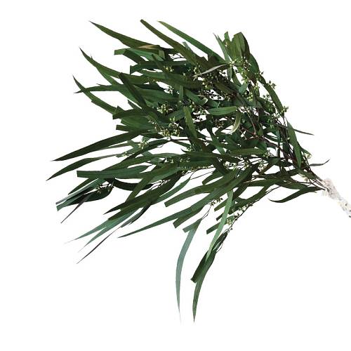 ΑΠΟΞΗΡΑΜΕΝΑ ΚΛΑΔΙΑ ΠΡΑΣΙΝΟ ΕΥΚΑΛΥΠΤΟΣ ΙΤΙΑ-ΜΕΝΤΑ ΜΑΤΣΟ 100g - Υ65 cm 50/ΚΙΒ