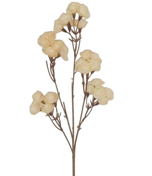 ΚΛΑΔΙ ΜΕ ΛΟΥΛΟΥΔΙΑ ΙΒΟΥΑΡ