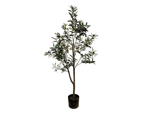 Ελιά δέντρο Η120cm