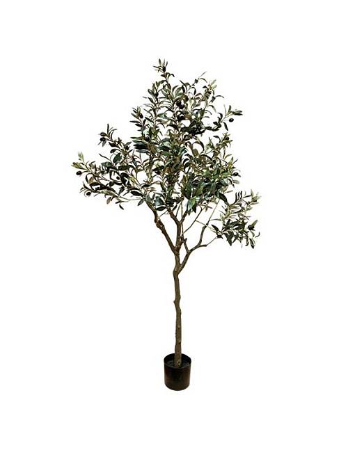 Ελιά δέντρο Η165cm
