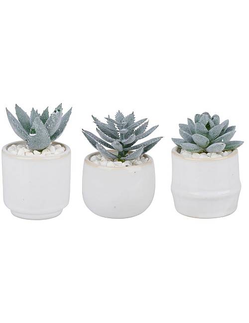 παχύφυτο σε κασπώ κεραμ.λευκό 3σχέδια 6x10cm