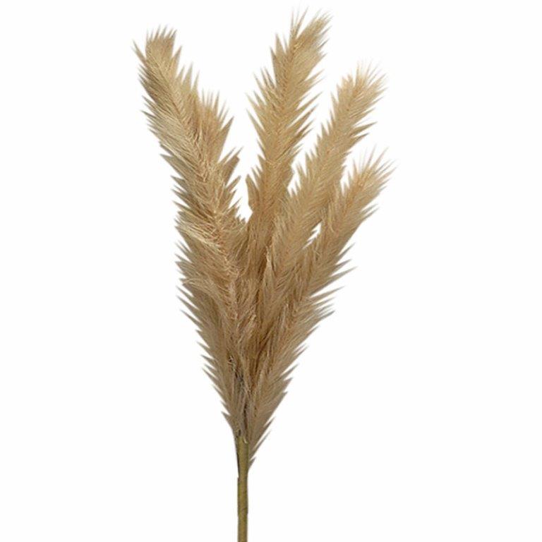 ΚΛΑΔΙ PAMPAS ΙΒΟΥΑΡ