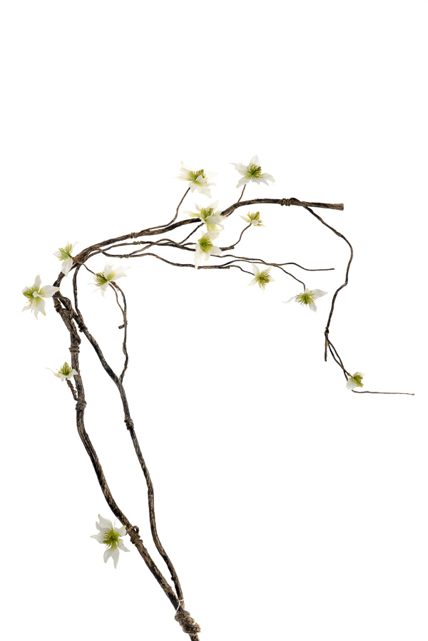 ΛΟΥΛΟΥΔΙ ΚΛΑΔΙ ΜΕ ΛΟΥΛΟΥΔΙΑ ΜΕΓΑΛΟ