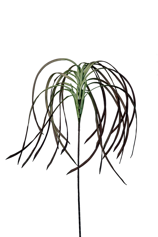 ΛΟΥΛΟΥΔΙ ΒΑΣΗ ΓΙΑ ΔΑΠΕΔΟΥ ΠΡΑΣΙΝΗ ΚΟΚΚΙΝΗ 120εκ