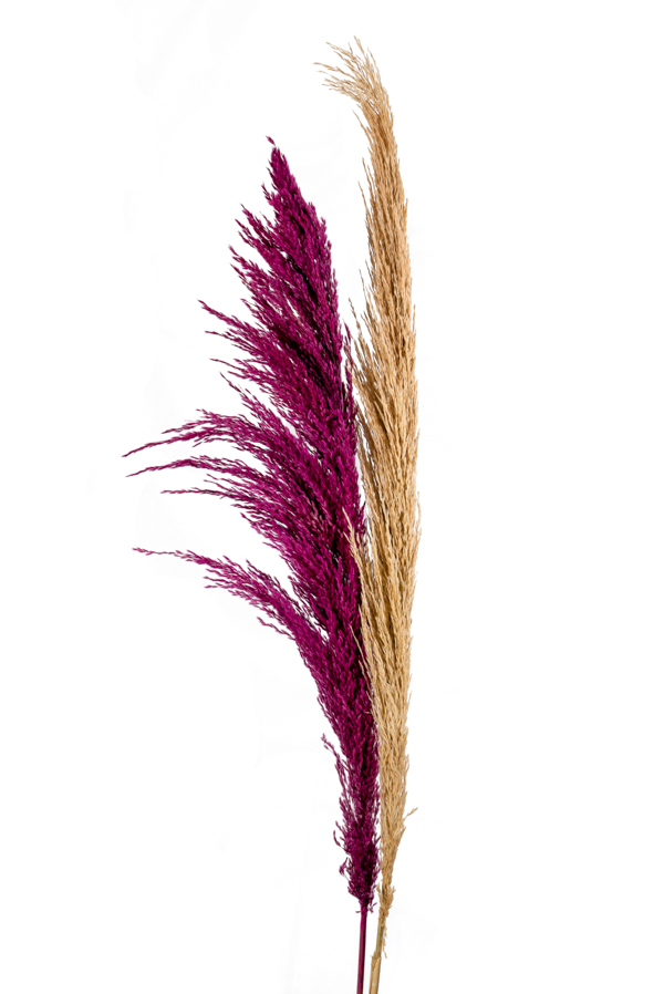 ΛΟΥΛΟΥΔΙ ΠΑΜΠΑΣ ΔΙΑΦΟΡΑ ΧΡΩΜΑΤΑ ΦΥΣΙΚΑ ΑΠΟΞΗΡΑΜΕΝΟ 120ΕΚ