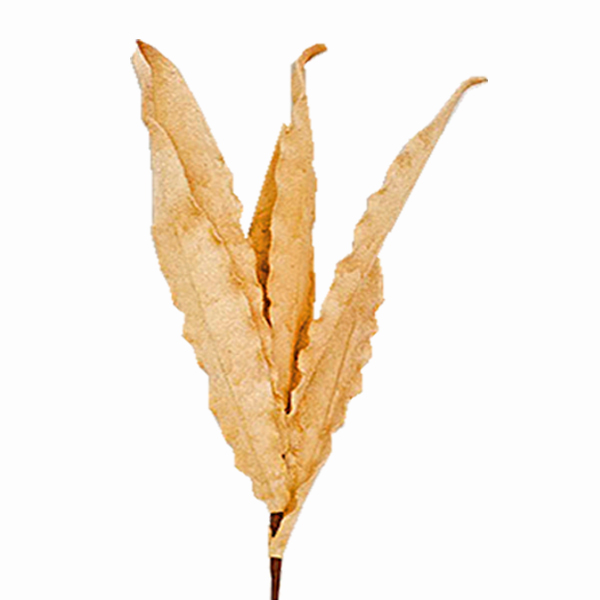 ΚΛΑΔΙ ΜΕ ΦΥΛΛΑ ΙΒΟΥΑΡ