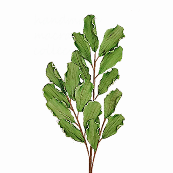 ΚΛΑΔΙ ΜΕ ΦΥΛΛΑ ΠΡΑΣΙΝΑ