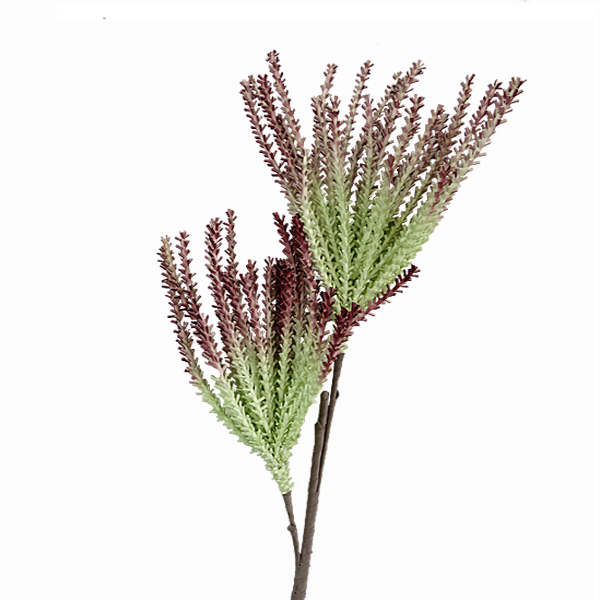 ΚΛΑΔΙ ΠΡΑΣΙΝΟ ΚΑΦΕ