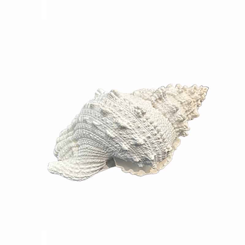 ΔΙΑΚΟΣΜΗΤΙΚΟ ΚΟΧΥΛΙ