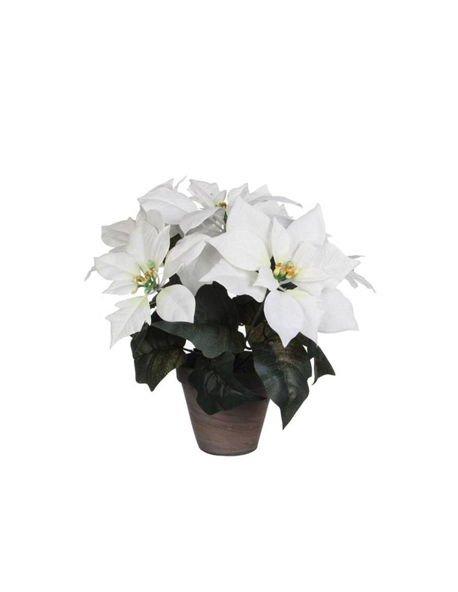 Αλεξανδρινός λευκός σε κασπώ