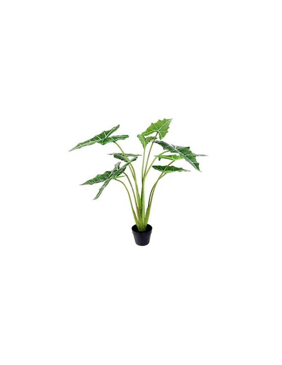 Φύκος σε κασπώ Η120cm