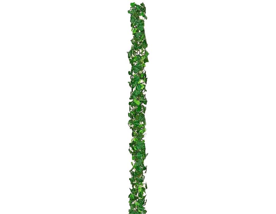 ΓIPΛANTA KIΣΣOΣ H 180cm