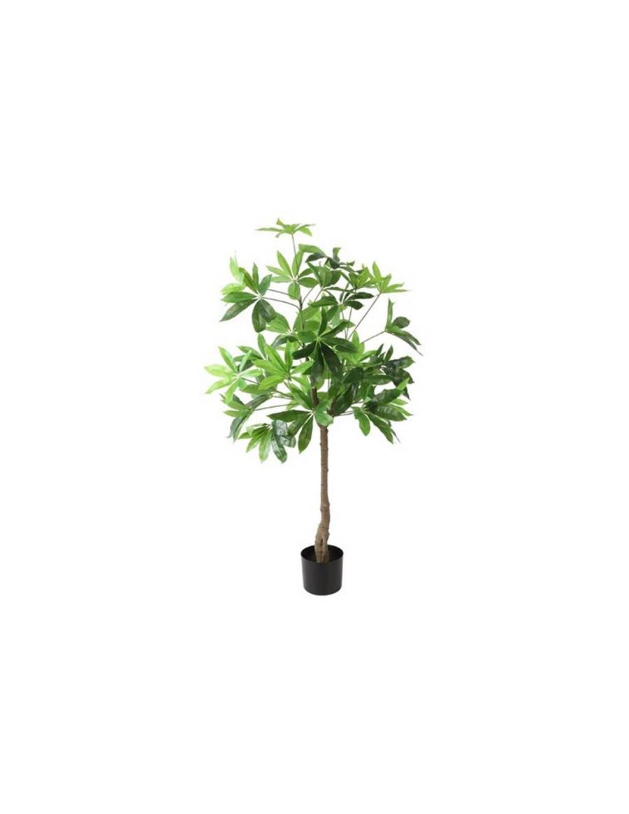 Καστανιά σε κασπώ Φ80 Η140cm