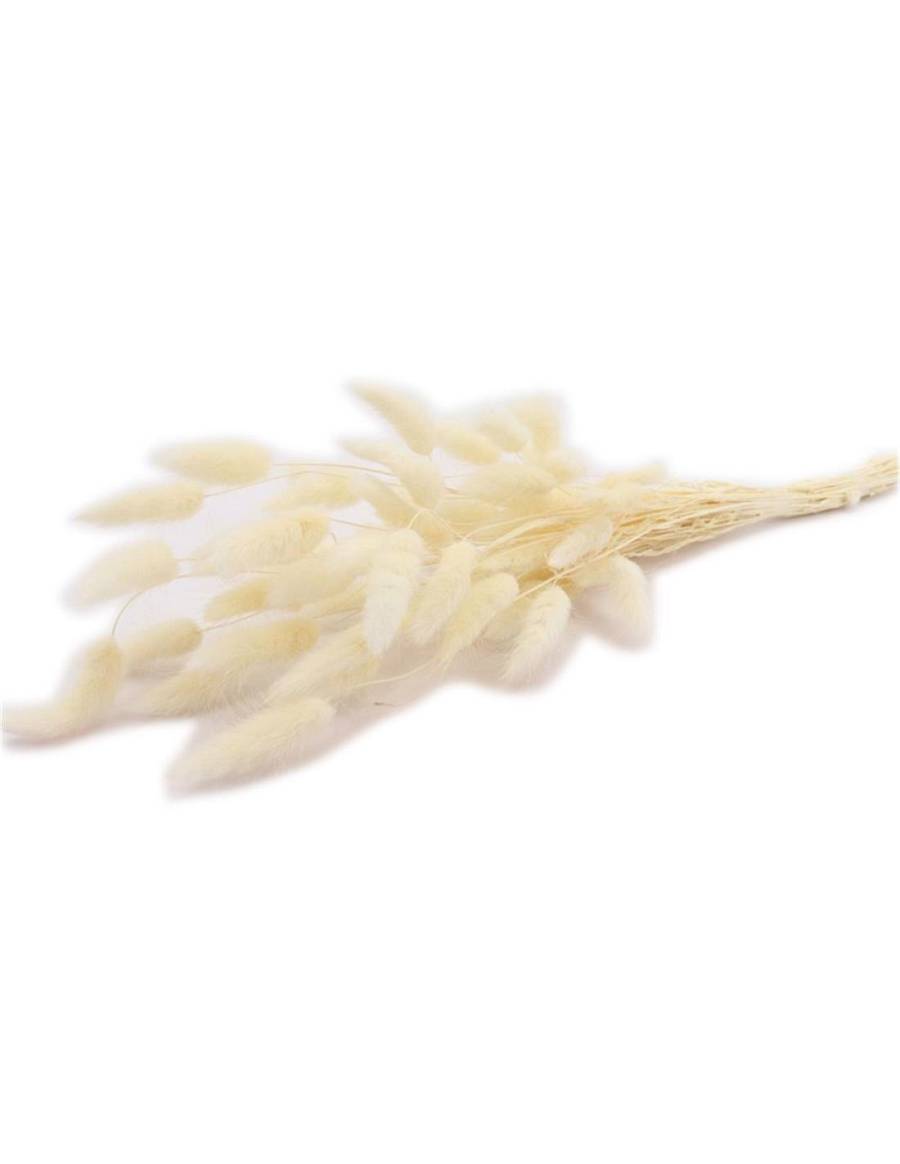 Lagurus φυσικό Η60cm