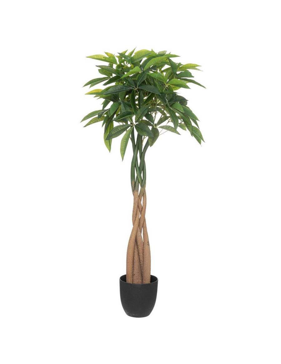 Παχίρα πρασινάδα σε κασπώ 110εκ.