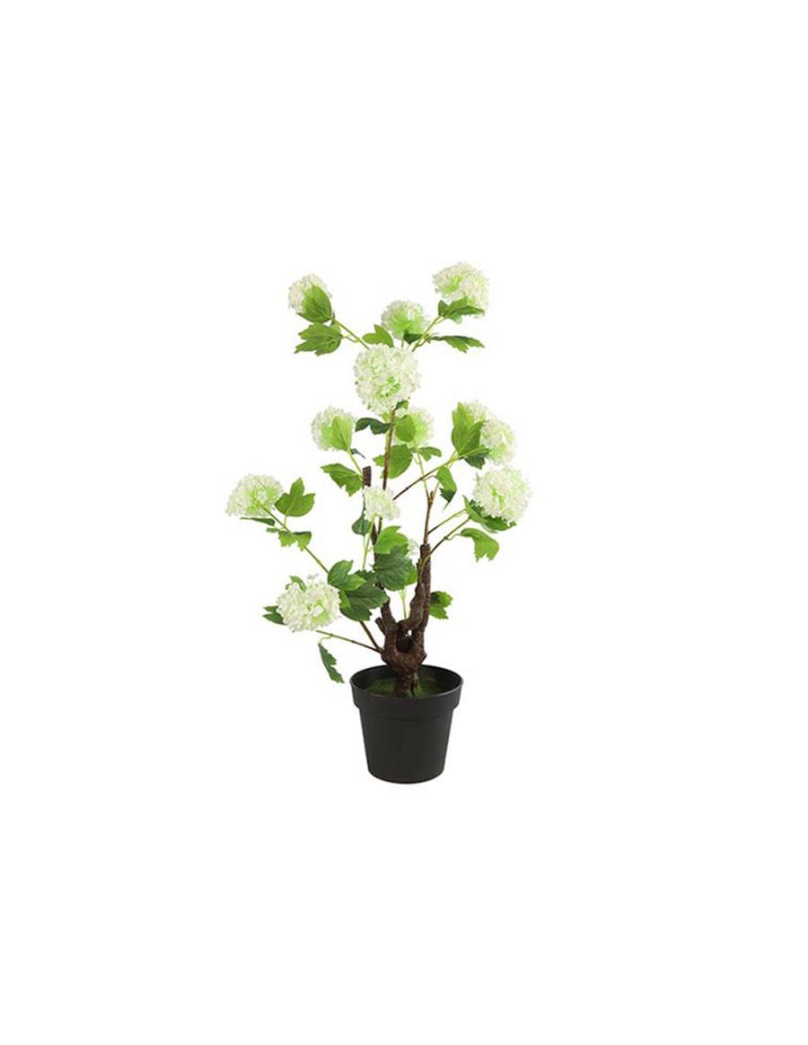 Ορτανσία λευκή σε κασπώ 85εκ.