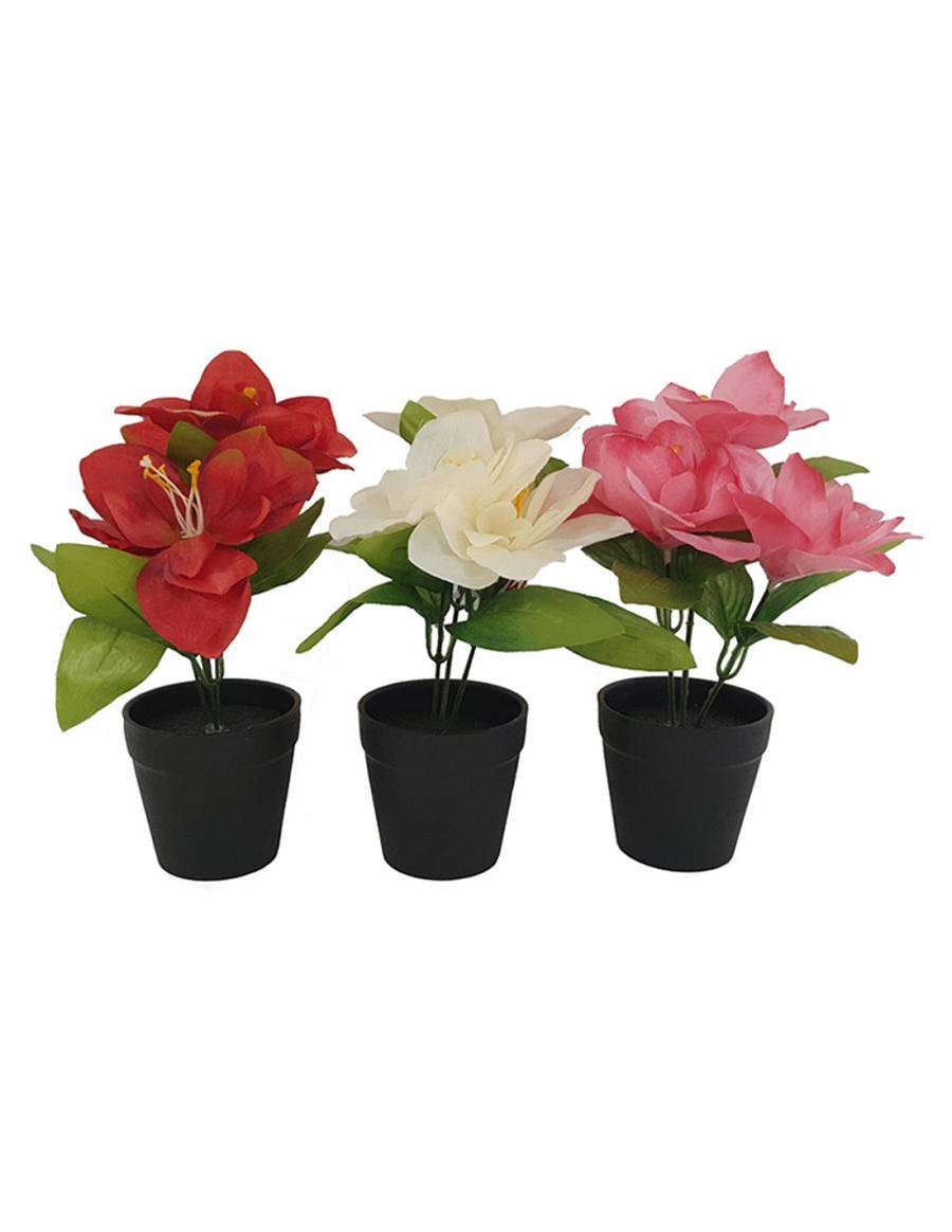 Ορχιδέα σε κασπώ 22εκ. 3χρ.