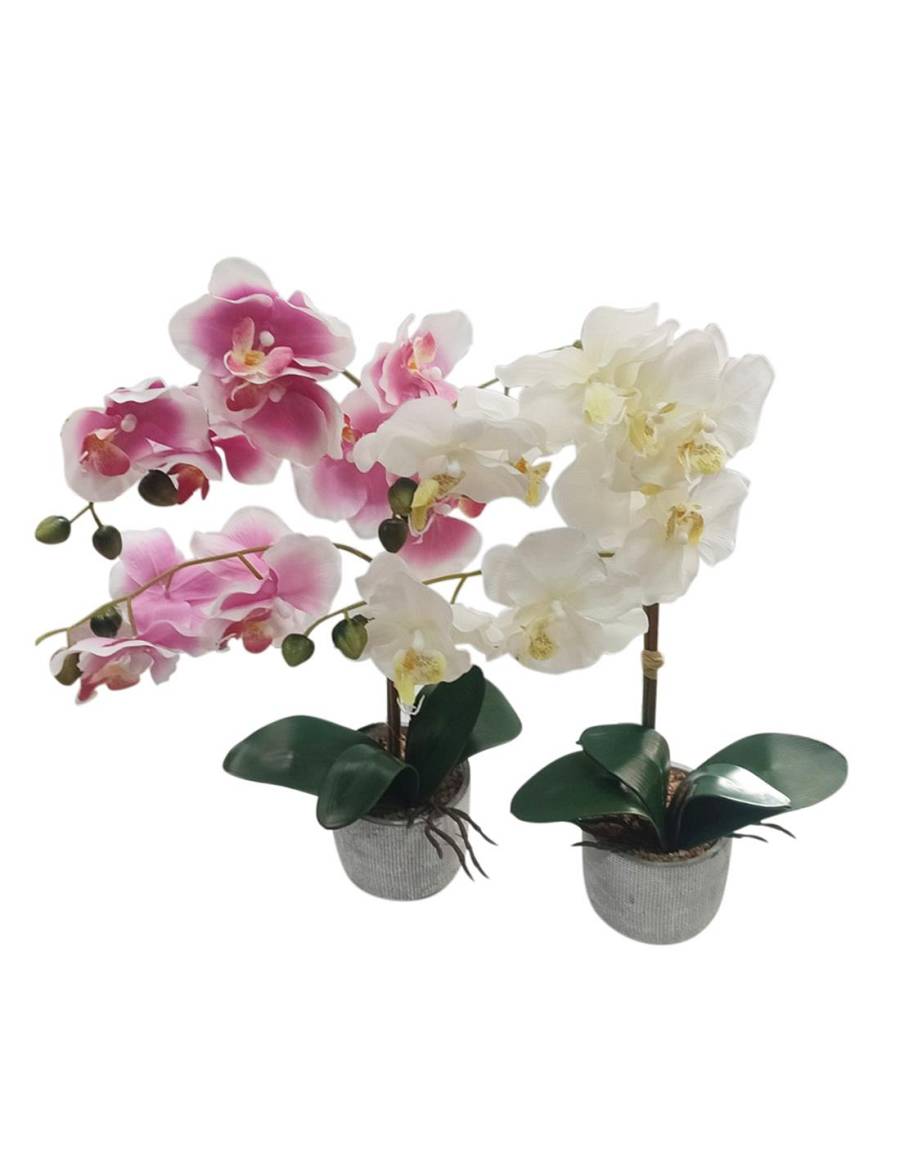 Ορχιδεά σε κασπώ 43εκ. 2χρ