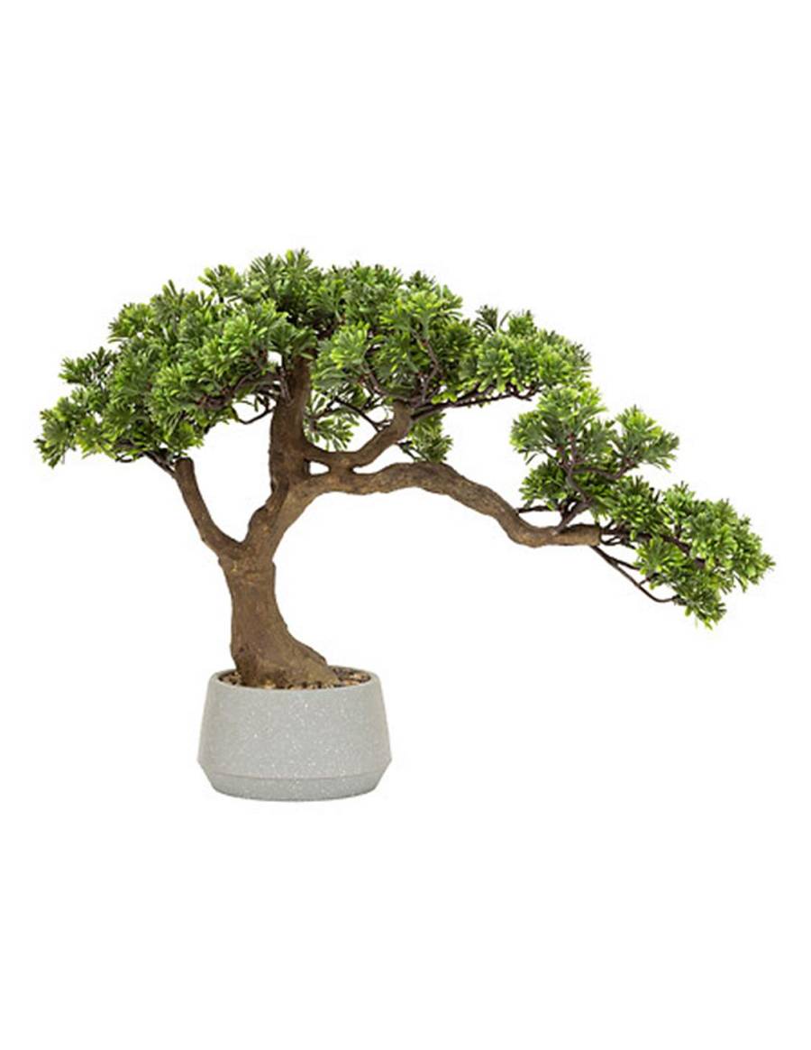 Bonsai σε κασπώ 45 x32 x 60 cm