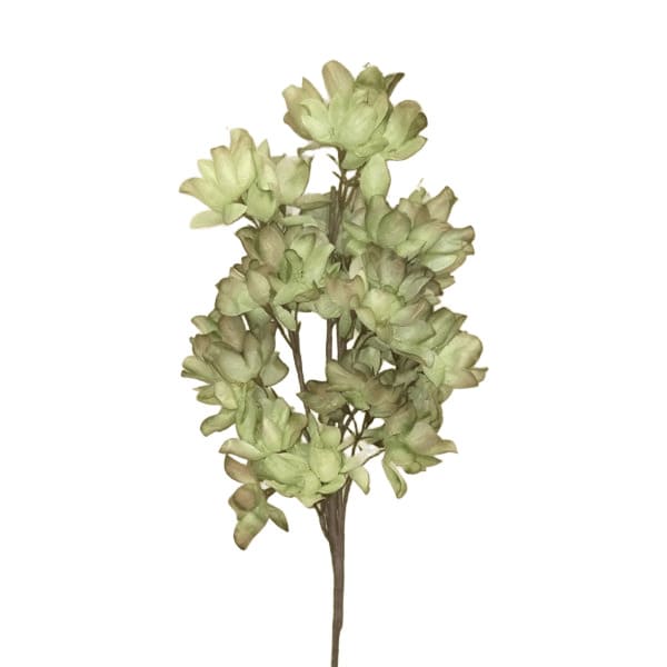 ΚΛΑΔΙ ΜΕ ΛΟΥΛΟΥΔΙΑ ΠΡΑΣΙΝΟ-ΚΑΦΕ