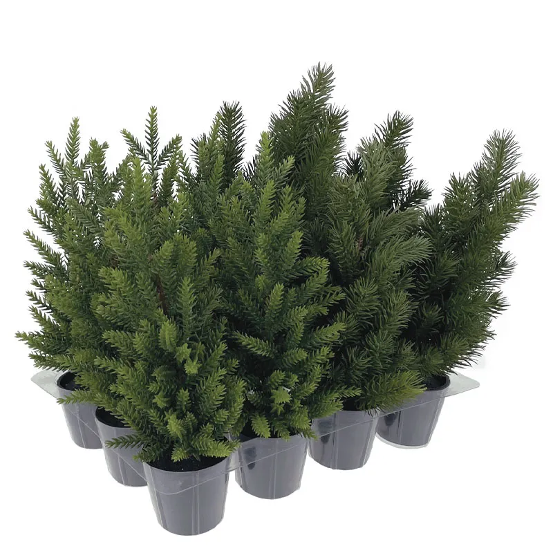 ΧΡΙΣΤOYΓENNIATIΚΑ ΜΙΝΙ ΕΛΑΤΑ 2 ΕΙΔΩΝ ΣΕ ΓΛΑΣΤΡΑΚΙΑ ΣΕΤ/12 - 34x26x29cm 4/ΚΙΒ