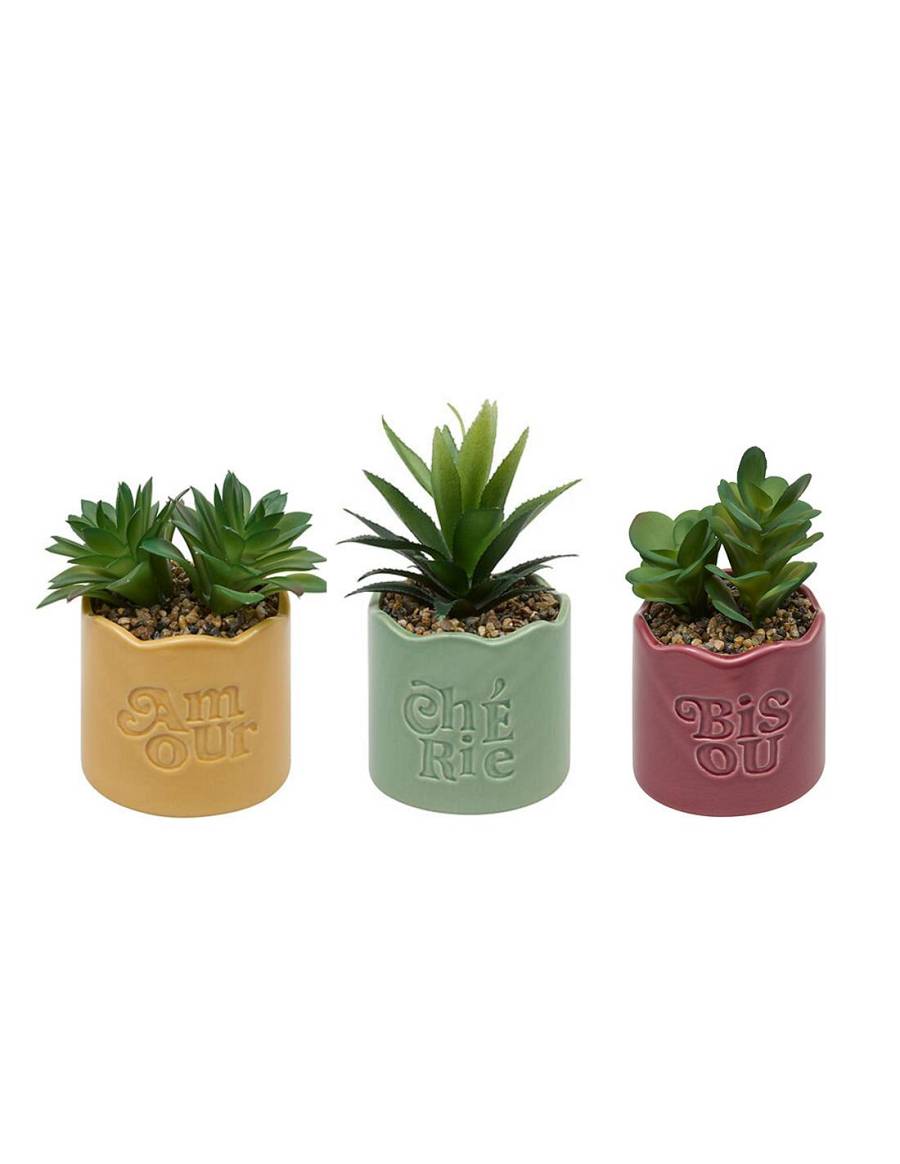 Παχύφυτο σε κεραμικό κασπώ 3χρώματα 13x10x14,5cm