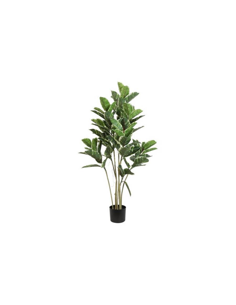 Φίκος σε κασπώ 52x62x120cm