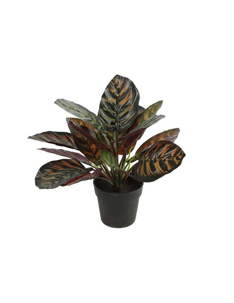 Καλαθέα σε κασπώ 28εκ.